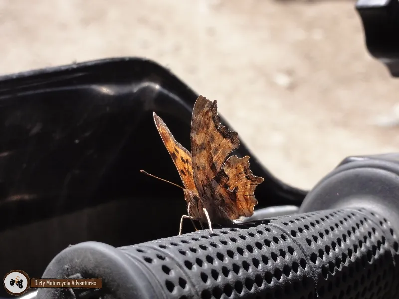 Motorcycle Butterfly