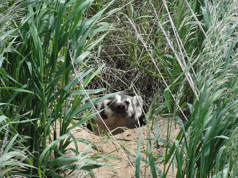 Badger