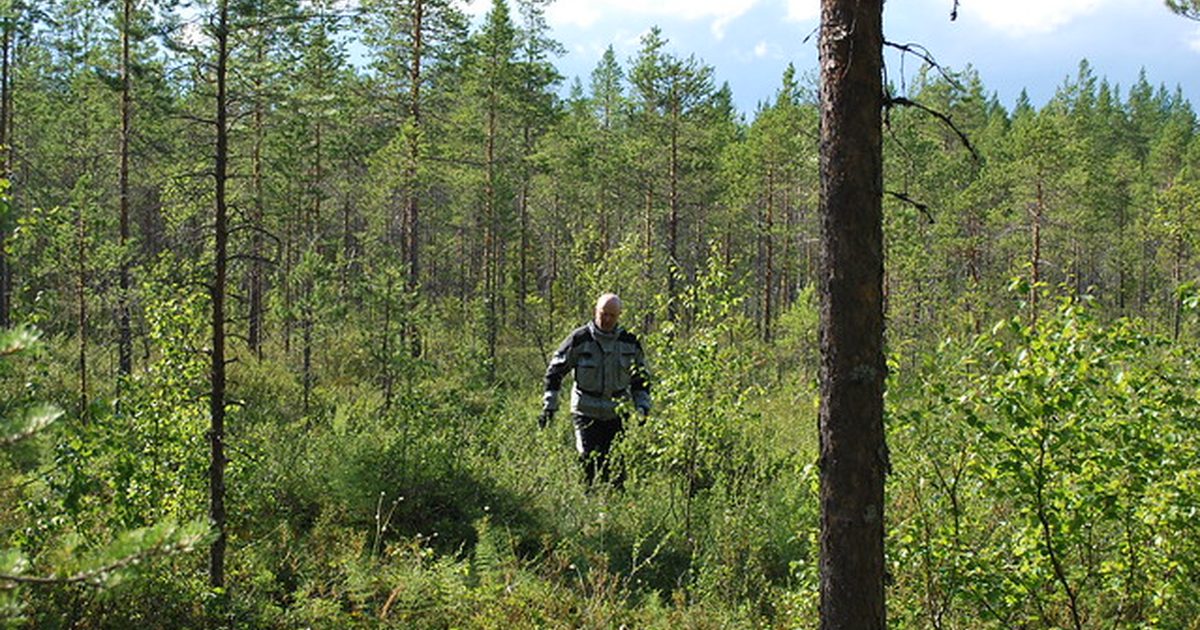 Cloudberry hunt